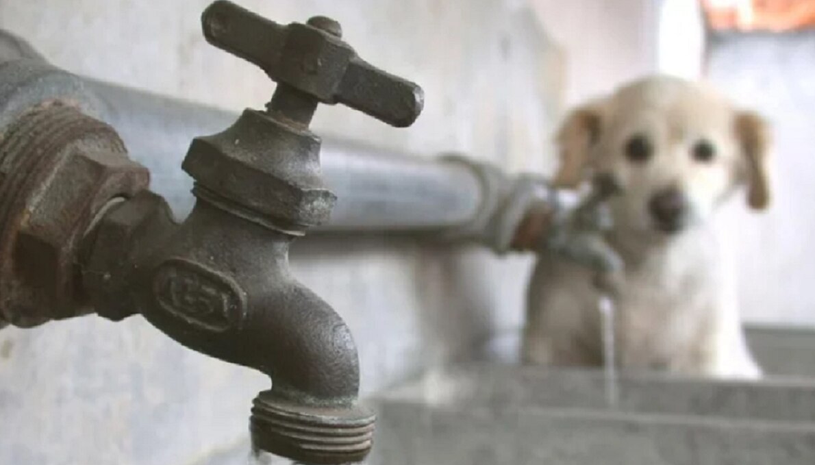 Igual que el PRI. Diputada de Morena busca suspender el cobro de agua, ante Covid-19