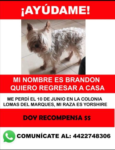 Ayúdalo a regresar a casa. Desde hace un mes, Alexa busca a Brandon