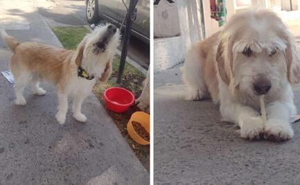 Video. Perrito en adopción; andaba caminando en el Libramiento Sur Poniente en Querétaro