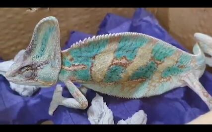 Rescatan a dos camaleones en el Aeropuerto de Querétaro