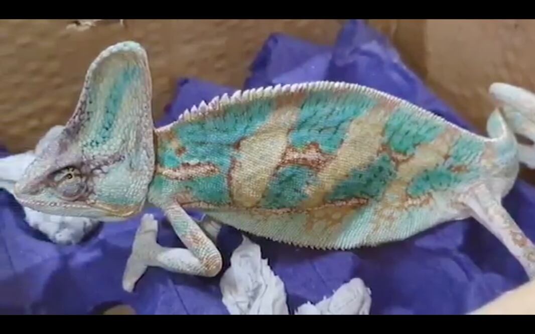 Foto: Captura de pantalla