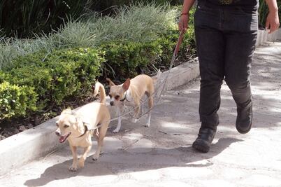 Alistan reglas de protección animal