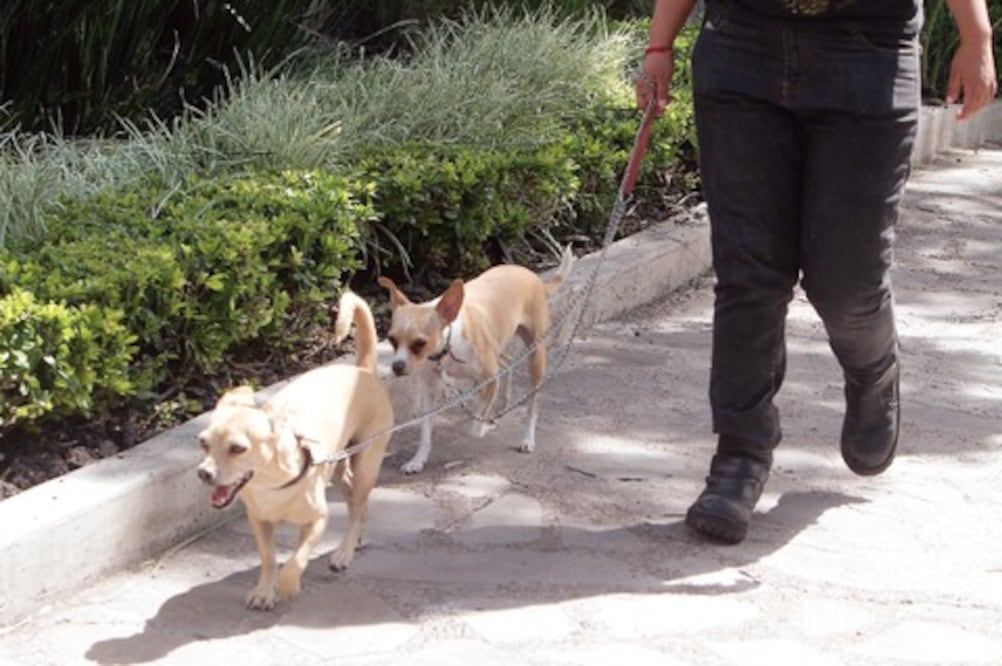 Alistan reglas de protección animal