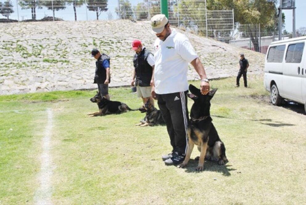 Aprueban canes habilidades