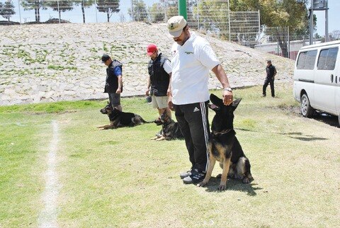 Aprueban canes habilidades