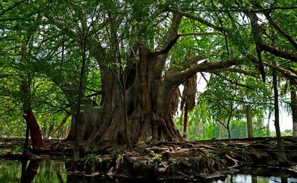 Día de la Tierra: El Árbol Milenario de Concá, guardián de la Sierra Gorda