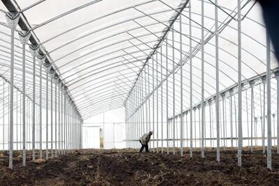 Rosas Querétaro: la familia Chávez abre su primer invernadero