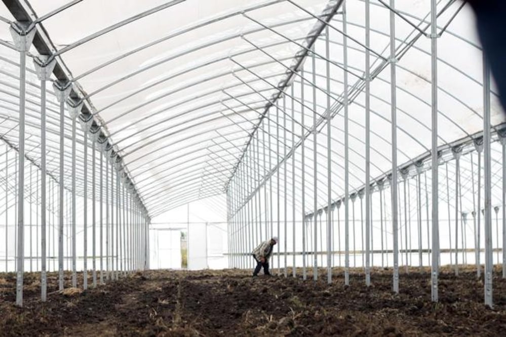 Con el nuevo invernadero, los Chávez podrán brindar trabajo a cerca de 30 personas, provenientes de la comunidad de El Organal (ALMA CÓRDOVA)