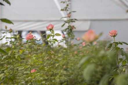 El Organal, la comunidad ubicada en Querétaro, cuyo modo de vivir depende de las rosas 