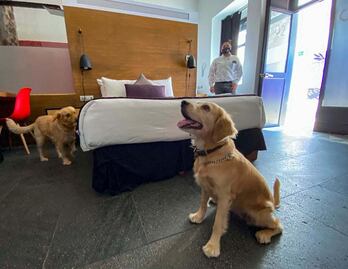 Turismo para lomitos: ganan terreno los hoteles pet friendly