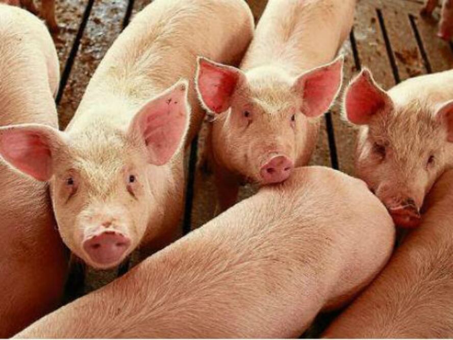 Correa pide mayores revisiones en rastros