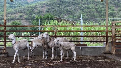 UAQ tendrá que realizar nuevo estudio del caso de zoofilia