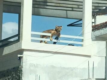 Encuentran a una leona en la azotea de un domicilio en San Juan del Río