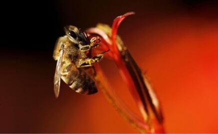 Polen, una herramienta para develar el pasado