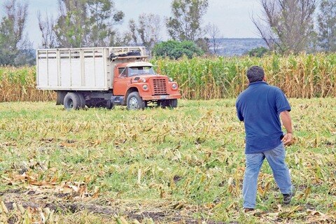 Sólo 60% apuestan por agricultura
