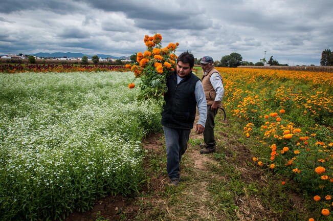 En el lugar se venden desde 10 pesos de flores hasta surcos completos, por lo que es común ver estacas de madera que distinguen con el nombre de los clientes un tramo de otro. (FOTO: RICARDO LUGO)