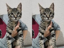 En Querétaro, buscan hogar para un gatito de ojos amarillos y pelaje atigrado 