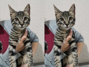 En Querétaro, buscan hogar para un gatito de ojos amarillos y pelaje atigrado 