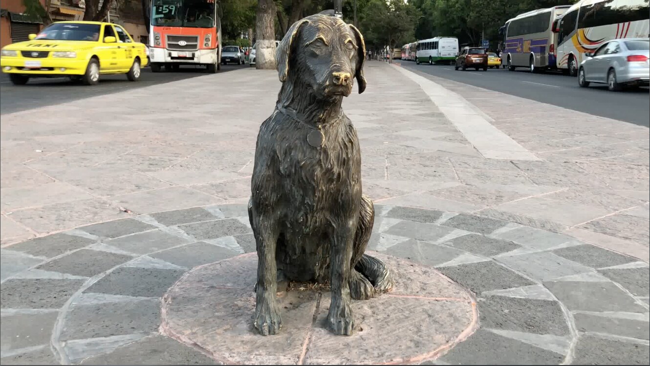 Video. La "estatua del perrito". Querétaro tuvo un "Hachiko" que esperó a su dueño por años