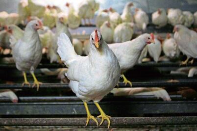 Estado, sin registros  de gripe aviar: Dinesa 