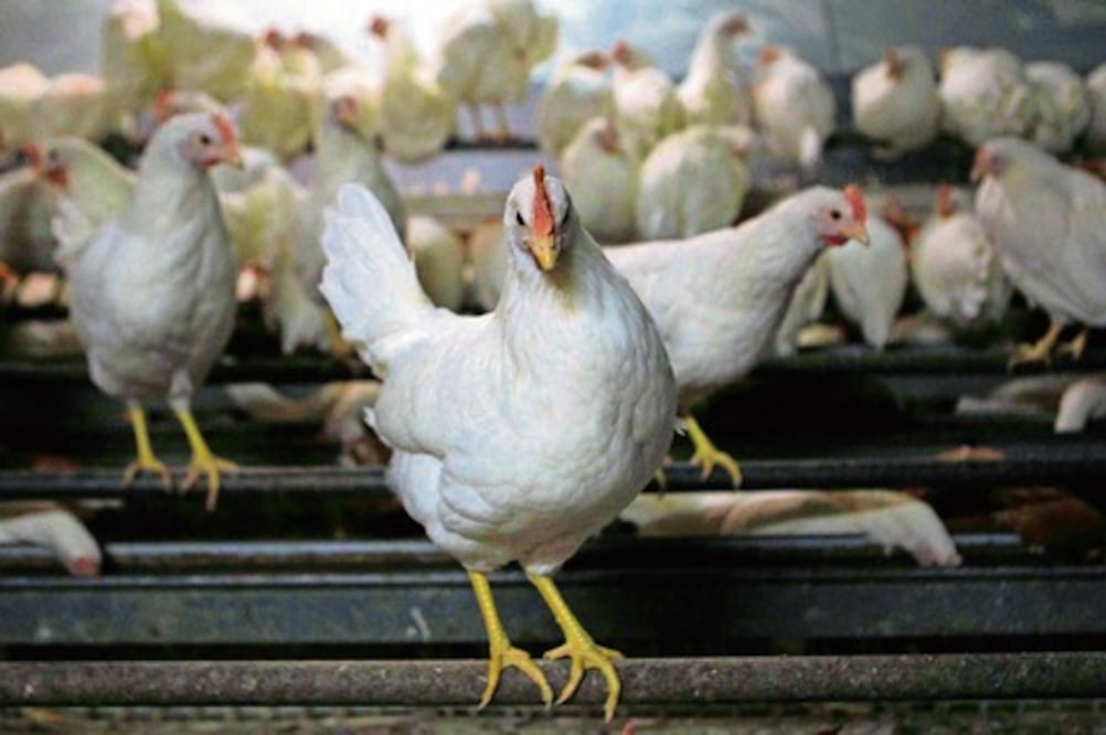 Estado, sin registros  de gripe aviar: Dinesa 