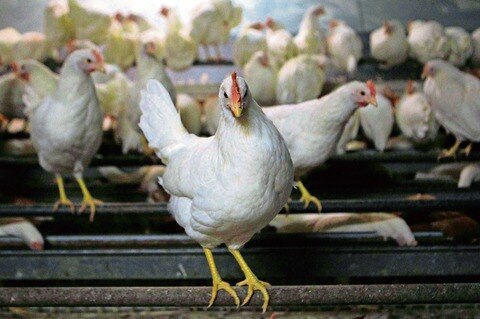 Estado, sin registros de gripe aviar: Dinesa