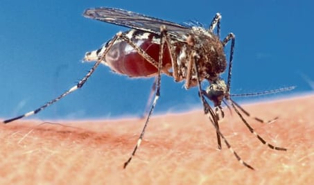 Detectan en Brasil mutaciones genéticas inéditas en virus de fiebre amarilla