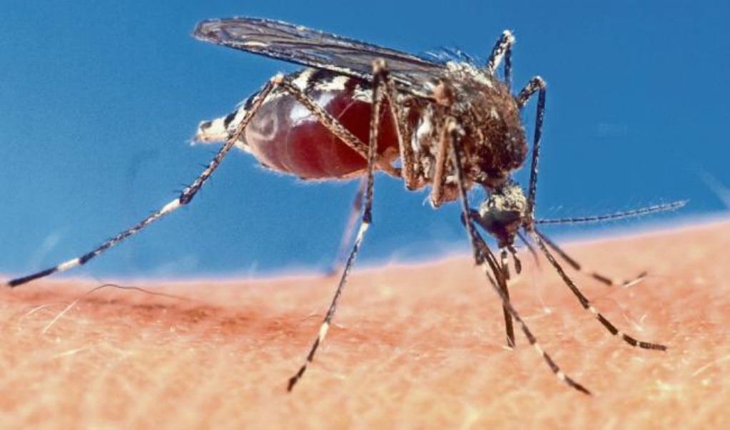 Detectan en Brasil mutaciones genéticas inéditas en virus de fiebre amarilla