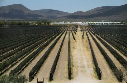 Ubica sector vitivinícola a Querétaro en el mapa mundial