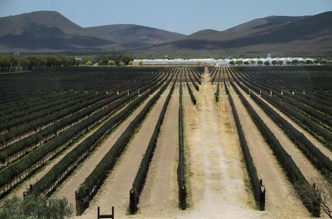 Ubica sector vitivinícola a Querétaro en el mapa mundial