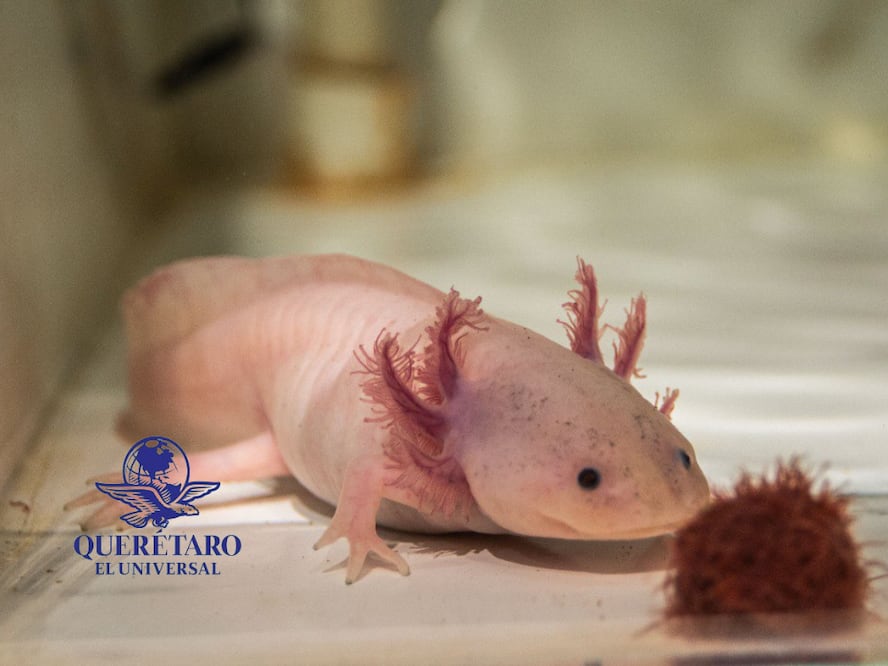 FOTO. FERNANDO CAMACHO