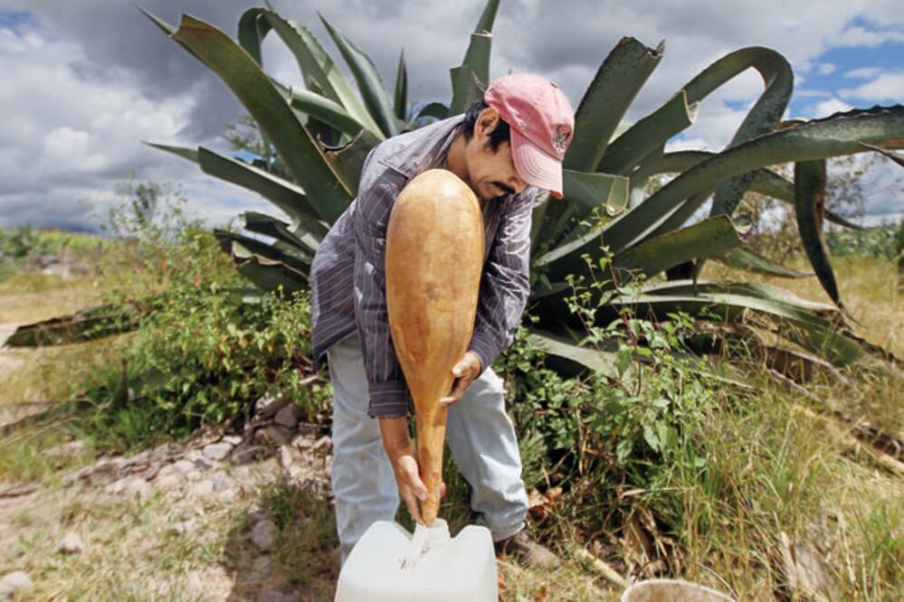 La elaboración del pulque requiere de paciencia y dedicación. Un maguey necesita de 10 a 12 años de vida para estar listo para producir aguamiel (FOTO: CÉSAR GÓMEZ. EL UNIVERSAL)