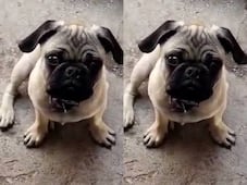 Buscan a Monchis, perrito extraviado desde el 14 de septiembre en Querétaro