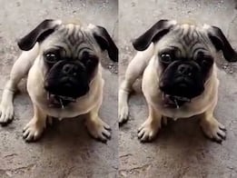 Buscan a Monchis, perrito extraviado desde el 14 de septiembre en Querétaro