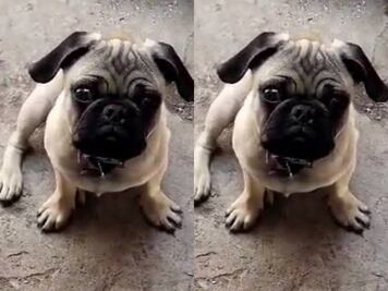Buscan a Monchis, perrito extraviado desde el 14 de septiembre en Querétaro