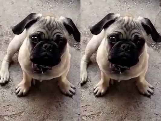 Buscan a Monchis, perrito extraviado desde el 14 de septiembre en Querétaro