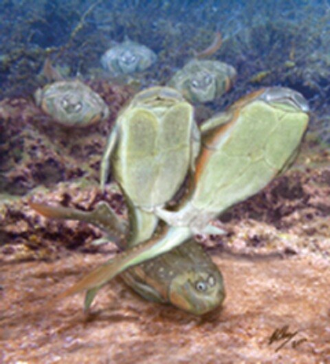 Peces revelan el origen del sexo