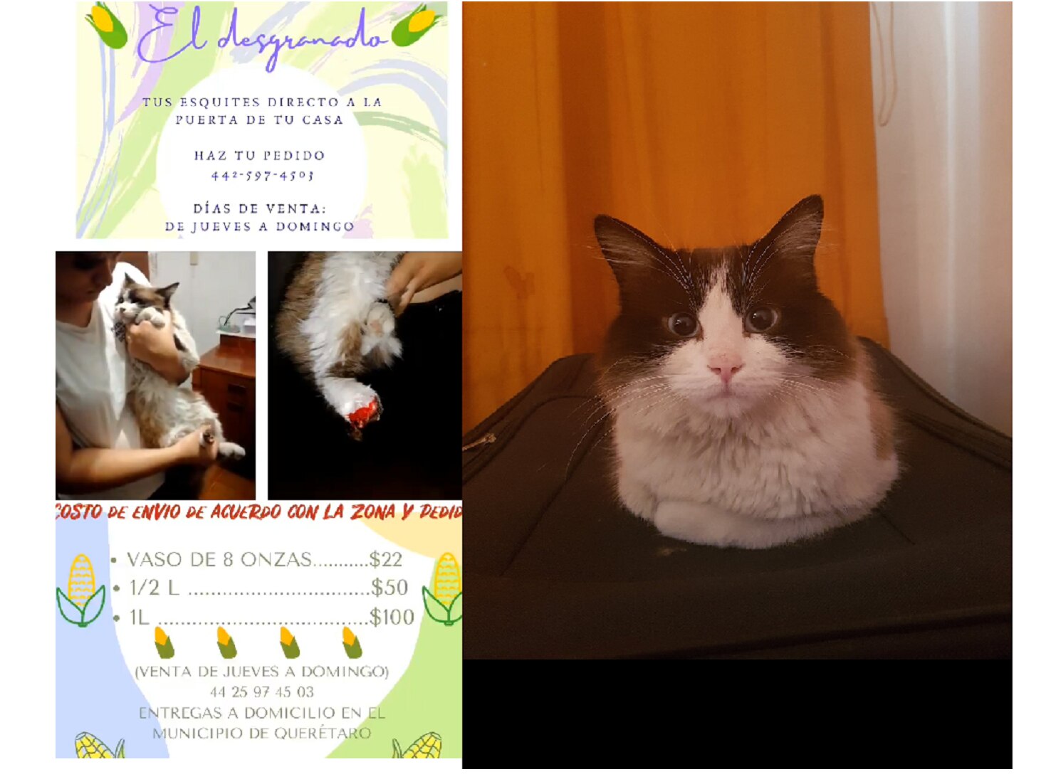 Venden esquites para financiar operación de gatito