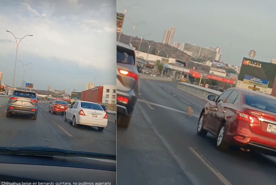 Perrito detiene el tráfico en Bernardo Quintana