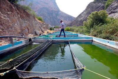 Acuicultura: un negocio sustentable que crece