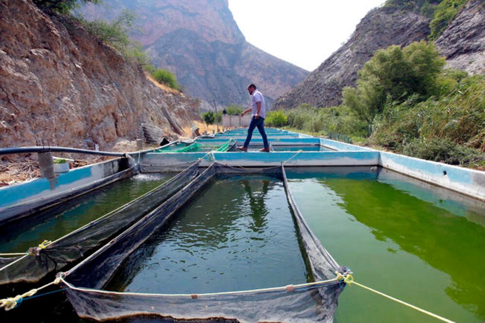 En la comunidad de Adjuntas de Higuera, en Peñamiller, se encuentra una de las granjas acuícolas más importantes del estado. Foto: CÉSAR GÓMEZ