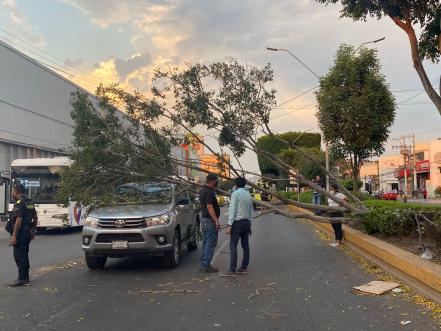 Las fuertes ráfagas de viento tiraron dos árboles en la ciudad de Querétaro