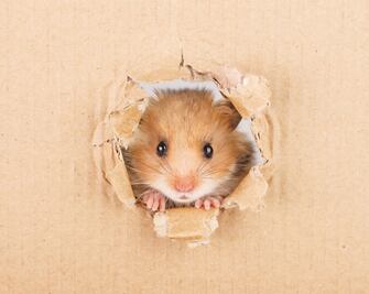 Destinarán 300 mil pesos a controlar plaga de roedores en el Centro Histórico de Querétaro