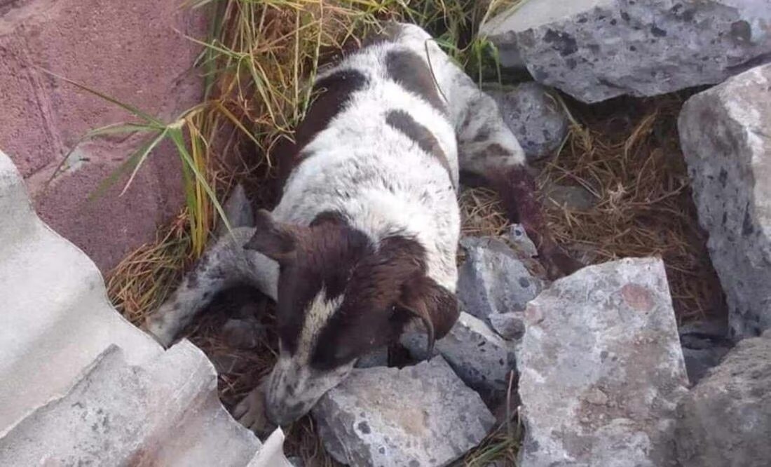 Muere “Manchas”, el perrito usado para entrenar a un pitbull en Edomex