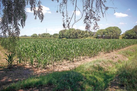Agoniza producción de maíz en Amealco