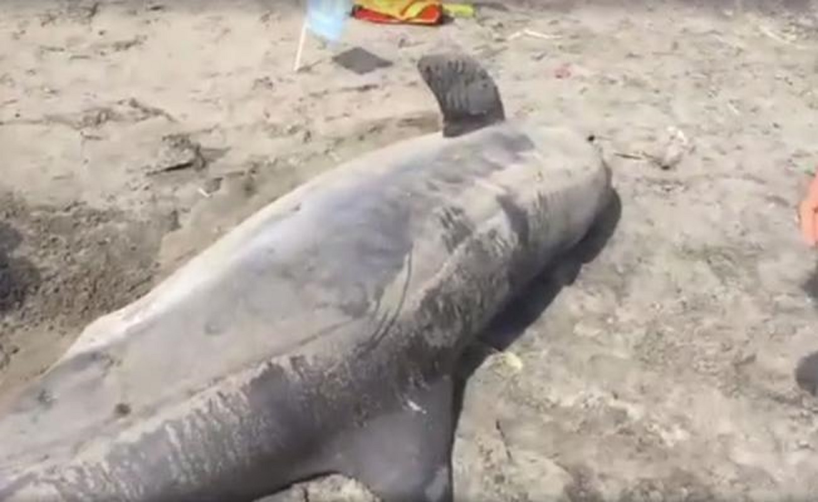 Hallan delfín muerto en Veracruz tras huracán "Katia"