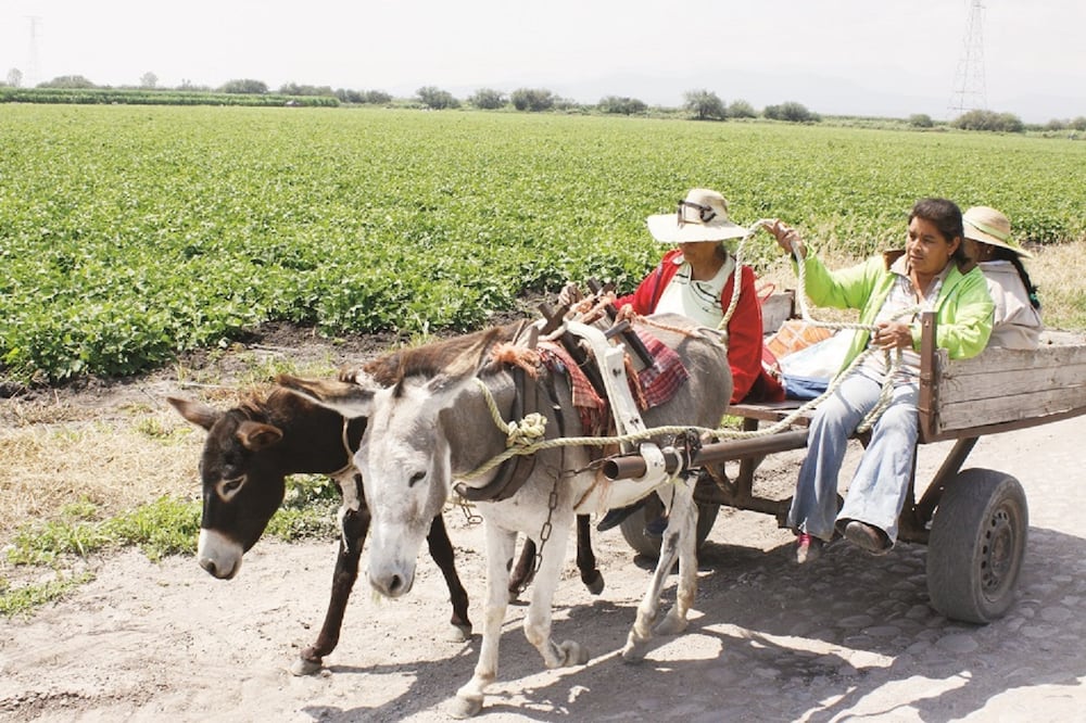 En las zonas rurales a la gente se le complica el manejo de computadora, según el Colegio de Contadores. / Foto: Archivo El Universal