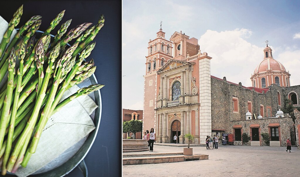 Espárragos de Tequisquiapan se exportan a Estados Unidos y Canadá