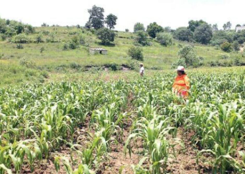 Trabajan en modernizar sector agrario