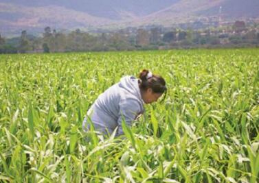 Necesario impulsar testamento agrario